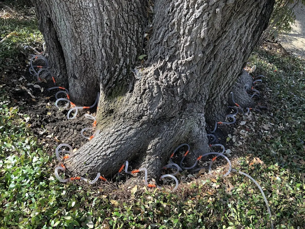 Detailed Tree Cabling and Bracing job site in Walhonding
