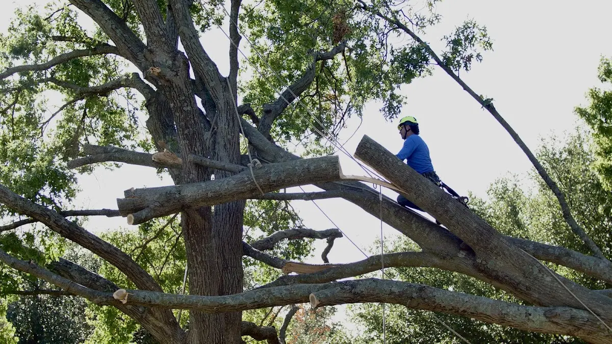 Professional Crown Thinning performed by certified arborists in Walhonding
